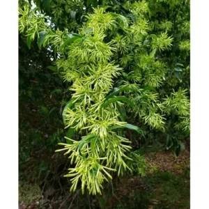 Night Blooming Jasmine Plant - 1 to 2 Feet Tall, Fragrant Jessamine Bush