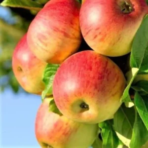 2 Live FUJI Apple Trees 2 Feet Tall Semi-Dwarf Sweet Tangy Apples