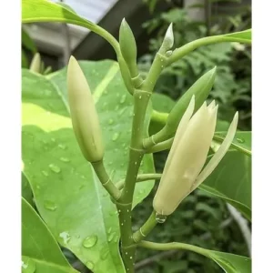 White Champaca Live Plant - 2 to 3 Feet - Magnolia Champaca in 3 Gallon Pot
