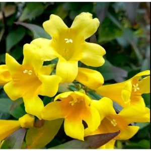 Carolina Jasmine Vine Plant - 1 to 2 Feet Tall - Yellow Fragrant Climbing Bush