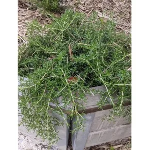 Set 4 Trailing Rosemary Live Plants - 4 to 6 Inches - Hardy & Fragrant