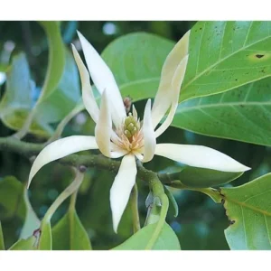 White Champaca Live Plant - 4 to 5 Feet Tall - Fragrant Magnolia Tree - 3-Gallon Pot