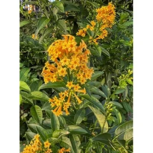 2 Orange Jasmine Live Plants - Fragrant Jasmine Night Blooming