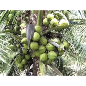 Dwarf Green Malayan Coconut Seedling 6-8