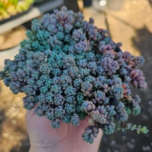 Sedum dasyphyllum - 2in Pot - Drought-Tolerant Hardy Succulent