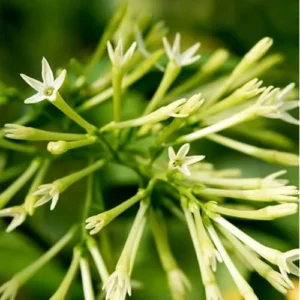 Night Blooming Jasmine Plant - 1 to 2 Feet Tall, Fragrant Jessamine Bush
