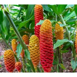 Beehive Ginger Rhizomes - Well-Rooted Zingiber Ginger Plants for Planting