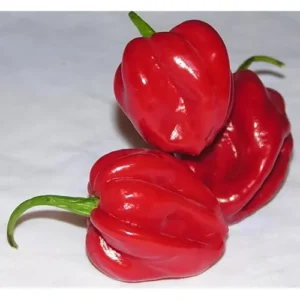 6 Live Habanero Pepper Plants Red Chili Pepper 4-6 Inches Tall Ready to Grow