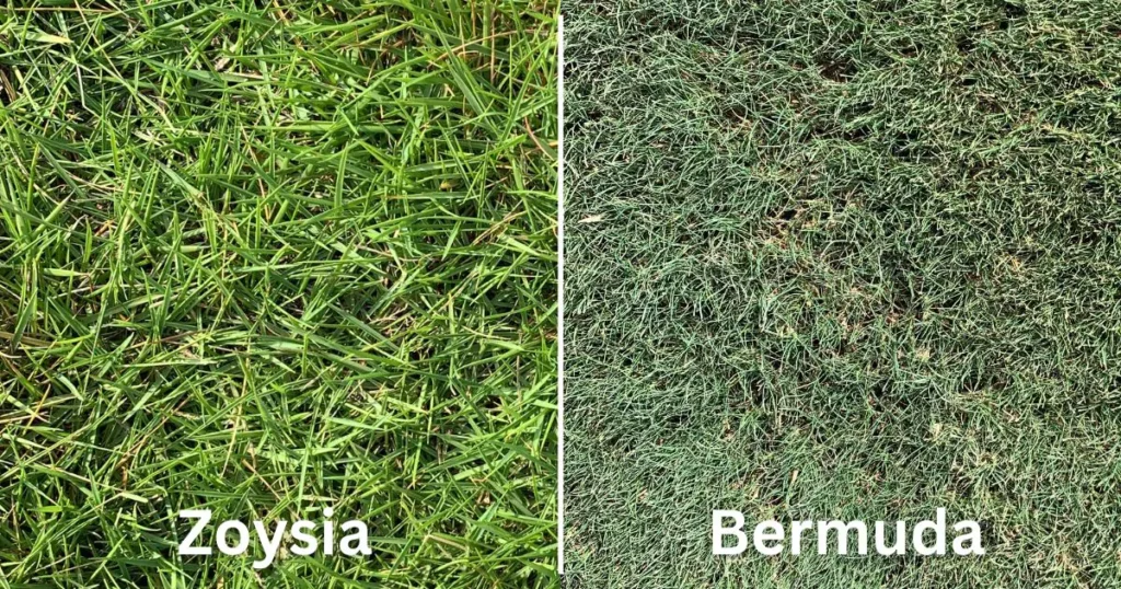 Zoysia v.s Bermuda grass