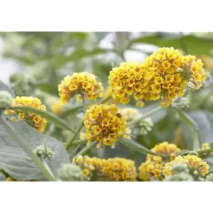 Yellow Butterfly Bush Live Plant 4-6