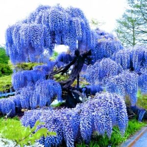 Alternative view of Blue Flowering Wisteria Vine - 2.5” Pot - 12-18” Tall - Hardy Climber