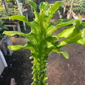 Euphorbia Mint Creme Succulent - 3in Pot - Rare and Unique Houseplant