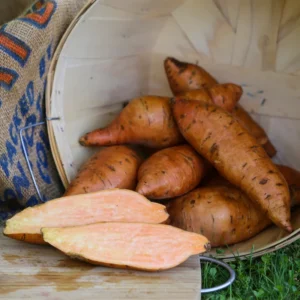 Sweet Potato Slips - 10 Porto Rico Bunch (Bush) Plants - Non GMO