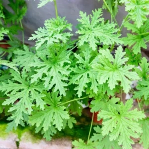 Van Leeni Citrosa Mosquito Plant Plug - 1-3 Inches - Healthy Mosquito Repellent Plant
