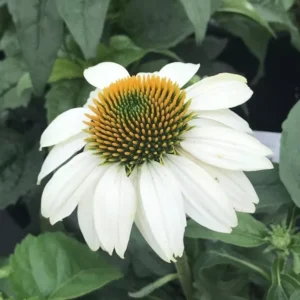 Pow Wow White Coneflower Echinacea Plant - Potted Starter Plant - Green & White - Outdoor Herb