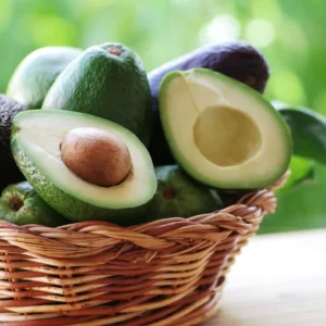 Bacon Avocado Tree Seedling Rootstock - 18-24 Inch Edible Fruit Live Plant