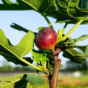 Chicago Hardy Fig Tree Plant Live Ficus Carica Fruit Tree Easy to Grow