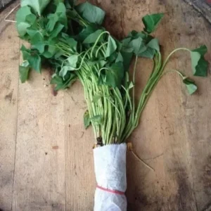 Sweet Potato Slips - 10 Porto Rico Bunch (Bush) Plants - Non GMO