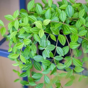 Beetle Peperomia Plant - 4 Inch Potted Indoor Plant