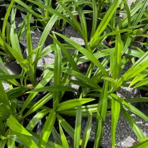 Pandan Leaves Plant Herb - Live Pandan Plant Indoor - 5 to 9 Inch Tall