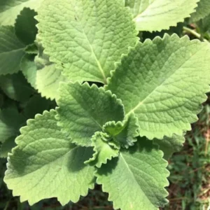 Cuban Oregano Plant - Live Mexican Mint Herb - Spanish Thyme Cutting