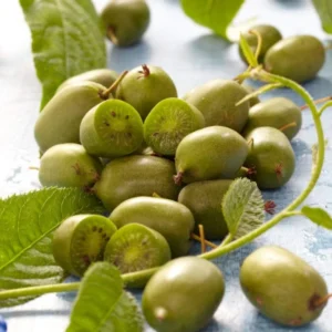 Issai Kiwi Plant TC Plug 3-6in Edible Fruit Vine Actinidia arguta
