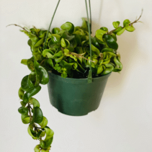 Hoya Carnosa Compacta Hindu Rope Plant - 4 inch Pot - Trailing Vine