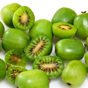 Issai Kiwi Plant TC Plug 3-6in Edible Fruit Vine Actinidia arguta