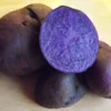 All Blue Seed Potatoes - 2 lbs Certified Whole Potatoes for Spring Planting