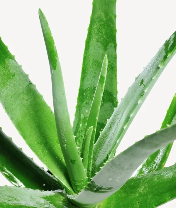 Aloe Vera Plant Medicinal Grade 4" Live Plant
