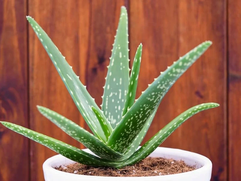 Aloe Vera