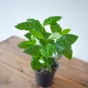 Arabica Coffee Plant - 2 Inch Potted Coffee Plant - Grow Your Own Coffee Beans