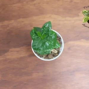 Arabica Coffee Plant - 2 Inch Potted Coffee Plant - Grow Your Own Coffee Beans