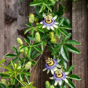 Frederick Passion Fruit Plant - 3-6 in Edible Fruit Vine