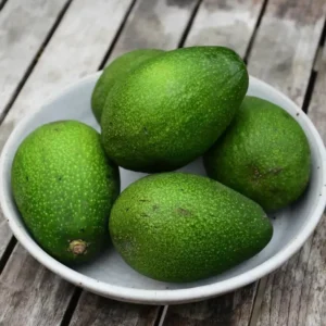 Bacon Avocado Tree Seedling Rootstock - 18-24 Inch Edible Fruit Live Plant