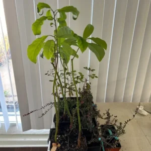 Bacon Avocado Tree Seedling Rootstock - 18-24 Inch Edible Fruit Live Plant