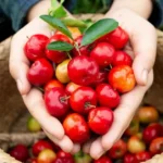 Barbados Cherry Tree Live Plant - Acerola Sweet Cherry Fruit Plant Outdoor Ready to Grow