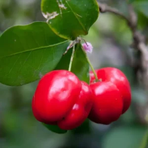 Barbados Cherry Tree Live Plant - Acerola Sweet Cherry Fruit Plant Outdoor Ready to Grow