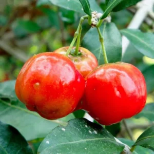 Barbados Cherry Tree Live Plant - Acerola Sweet Cherry Fruit Plant Outdoor Ready to Grow
