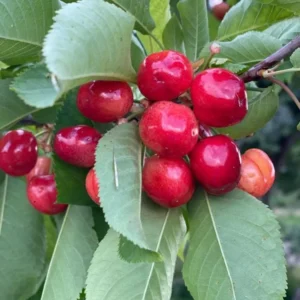 Barbados Cherry Tree Live Plant - Acerola Sweet Cherry Fruit Plant Outdoor Ready to Grow