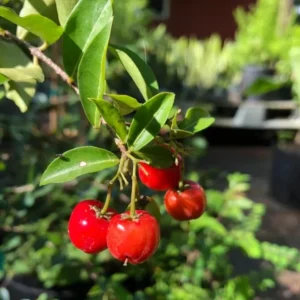 Barbados Cherry Tree Live Plant - Acerola Sweet Cherry Fruit Plant Outdoor Ready to Grow