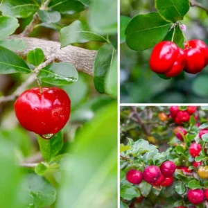 Barbados Cherry Tree Live Plant - Acerola Sweet Cherry Fruit Plant Outdoor Ready to Grow