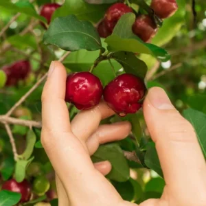 Barbados Cherry Tree Live Plant - Acerola Sweet Cherry Fruit Plant Outdoor Ready to Grow