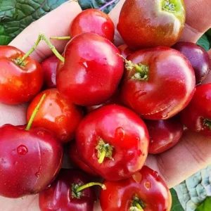 Barbados Cherry Tree Live Plant - Acerola Sweet Cherry Fruit Plant Outdoor Ready to Grow