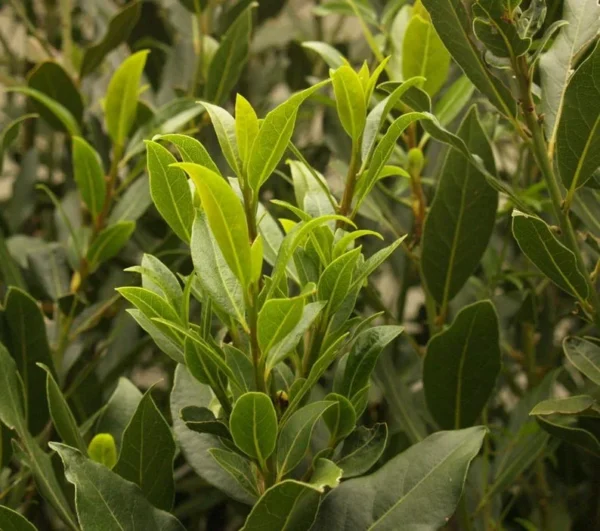 Bay Leaf Plant Live Laurus Nobilis Sweet Bay Laurel Tree - Culinary Herb