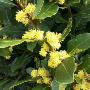 Bay Leaf Plant Live Laurus Nobilis Sweet Bay Laurel Tree - Culinary Herb
