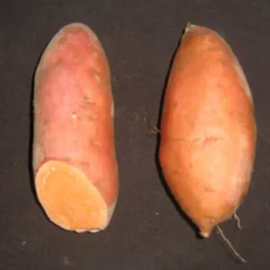Beauregard Sweet Potato Slips Plants - 10 Non-GMO Chemical Free - Garden Ready