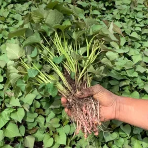 Beauregard Sweet Potato Slips Plants - 10 Non-GMO Chemical Free - Garden Ready