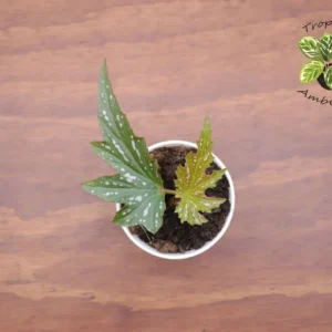 Begonia Angel Wing Plant - 4 Inch Potted Indoor/Outdoor