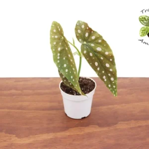 Begonia Maculata Plant - 4 Inch Potted - Polka Dot Begonia